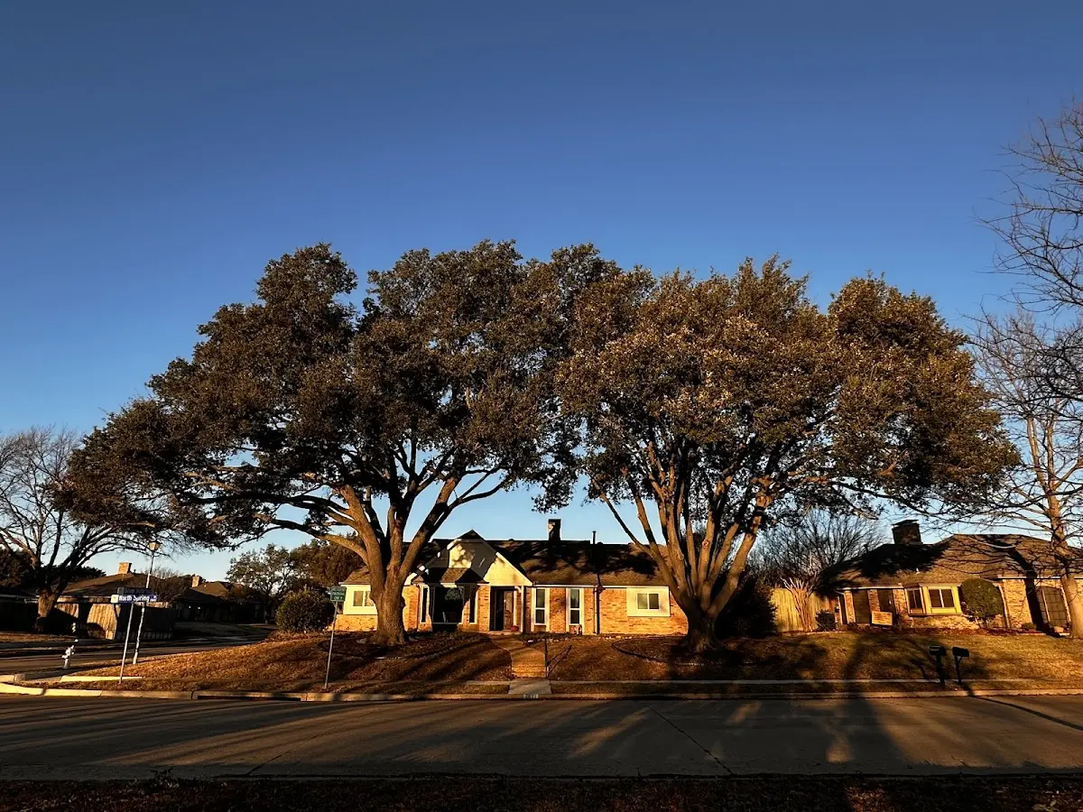 Established residential canopy tree shading a home in Red Rock